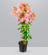 Bougainvillea pianta in vaso