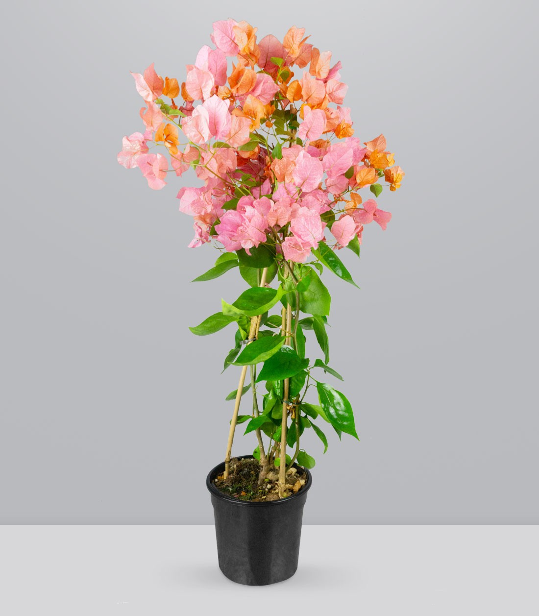 Bougainvillea pianta in vaso
