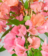 Bougainvillea pianta in vaso