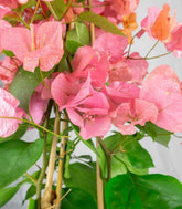 Bougainvillea pianta in vaso