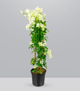 Bougainvillea pianta in vaso
