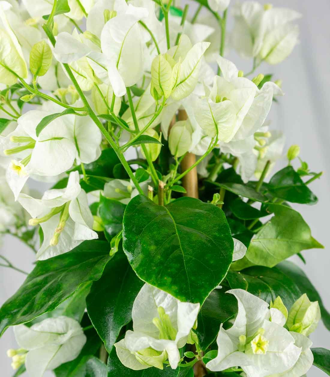 Bougainvillea pianta in vaso