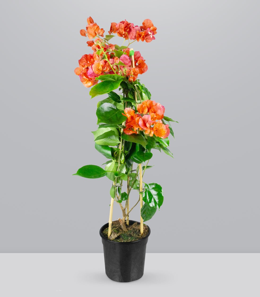 Bougainvillea pianta in vaso