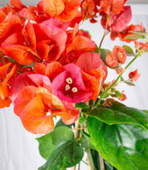 Bougainvillea pianta in vaso