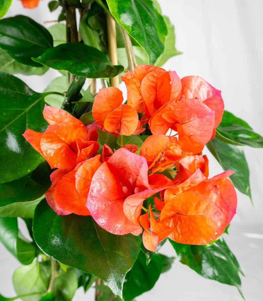 Bougainvillea pianta in vaso
