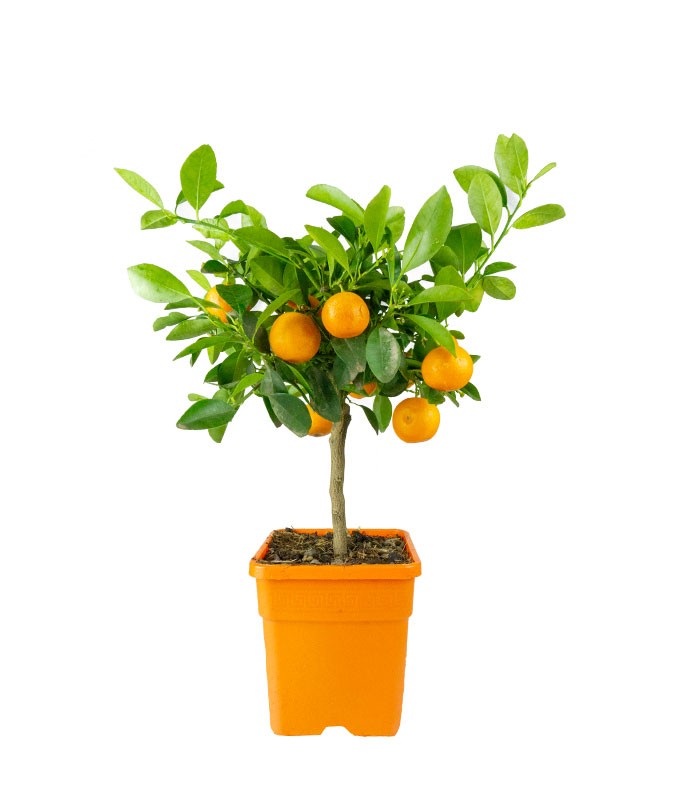 Calamondino alberello