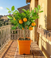 Calamondino alberello