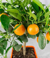 Calamondino alberello