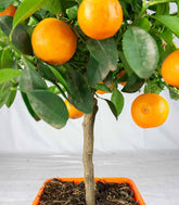 Calamondino alberello