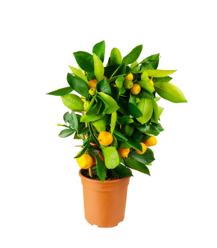 Calamondino spalliera