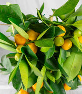 Calamondino spalliera