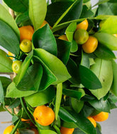 Calamondino spalliera