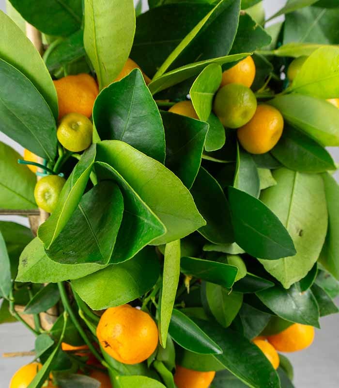 Calamondino spalliera