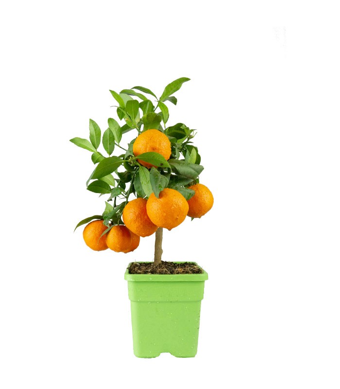 Pianta di limetta Rossa
