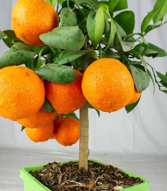 Pianta di limetta Rossa