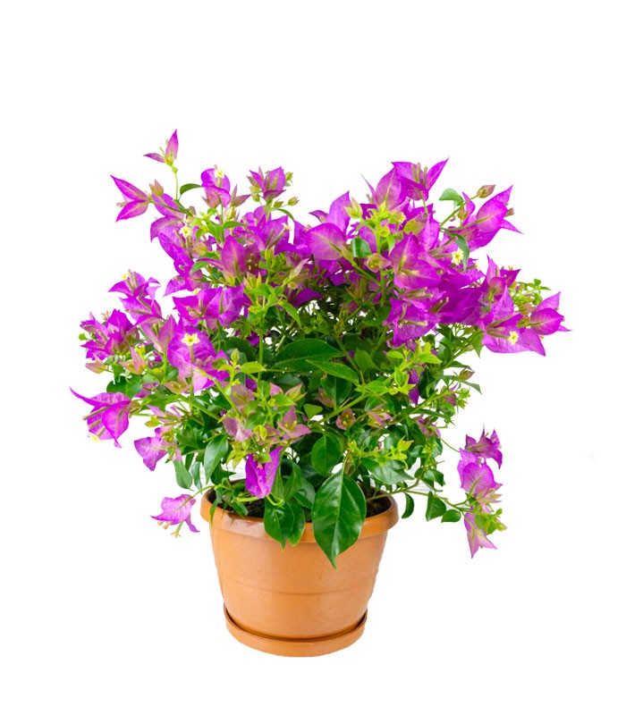 Bougainvillea glabra a cespuglio