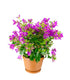 Bougainvillea glabra a cespuglio