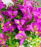 Bougainvillea glabra a cespuglio