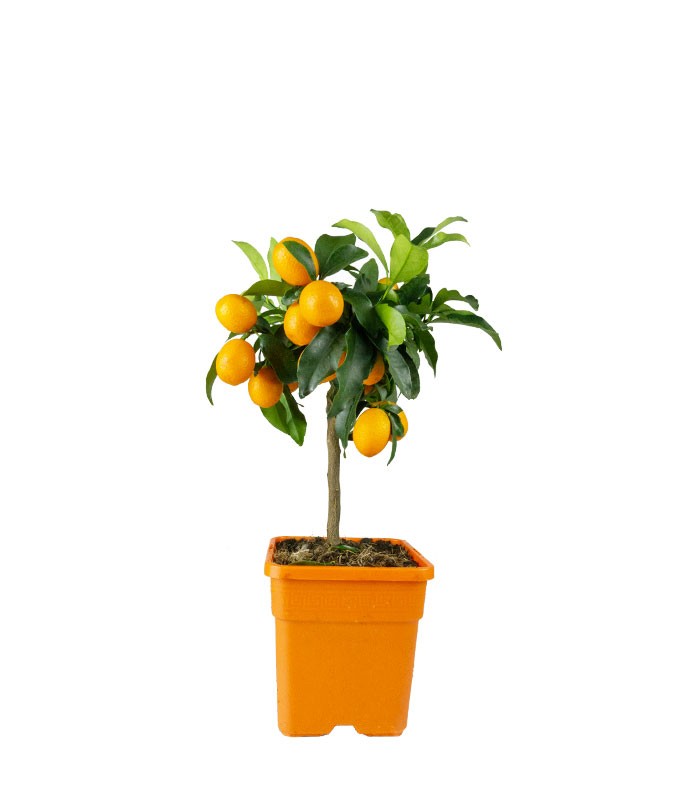 Kumquat alberello 45 cm