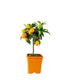 Kumquat alberello 45 cm