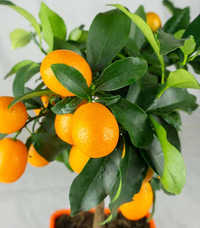Kumquat alberello 45 cm