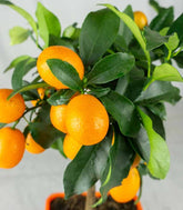 Kumquat alberello 45 cm