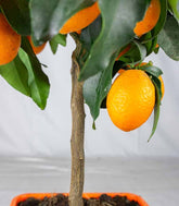 Kumquat alberello 45 cm