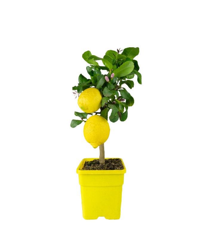 Pianta di Limone alberello