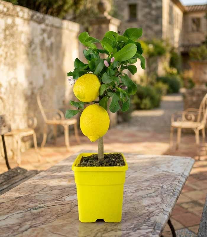 Pianta di Limone alberello