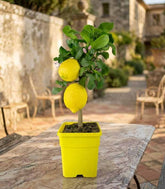 Pianta di Limone alberello