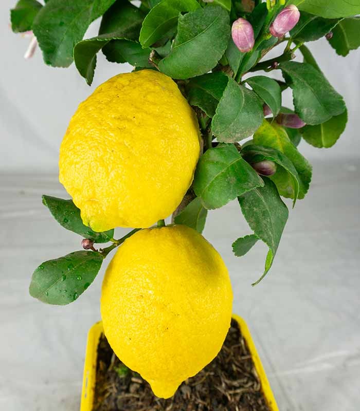 Pianta di Limone alberello