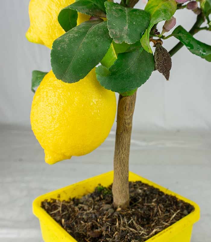 Pianta di Limone alberello