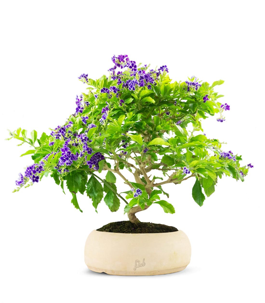 Duranta Bonsai 9 anni