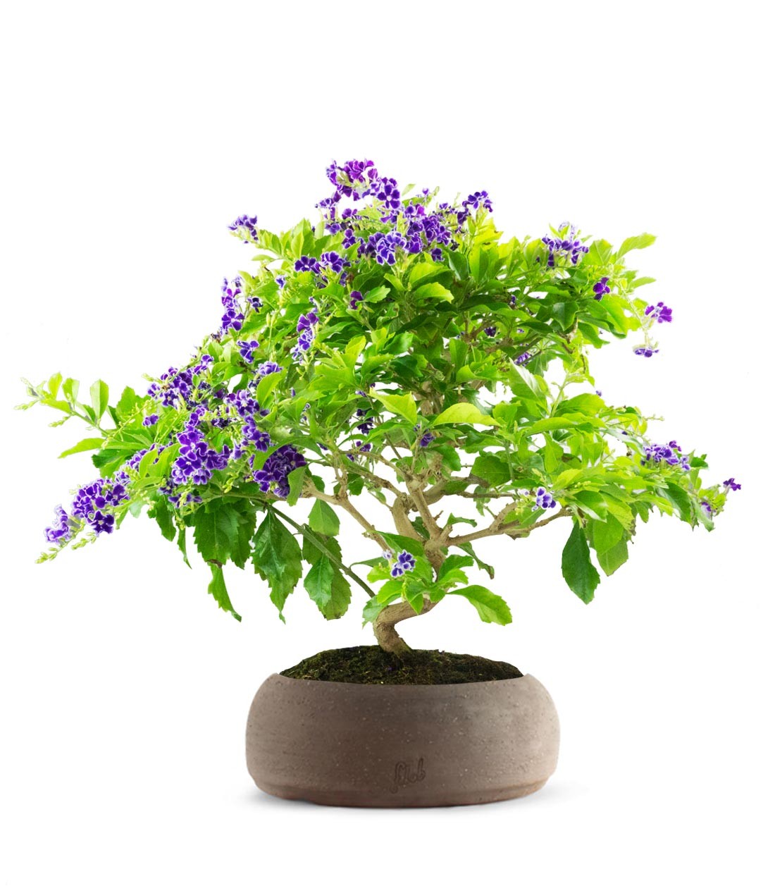 Duranta Bonsai 9 anni