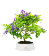 Duranta Bonsai 9 anni