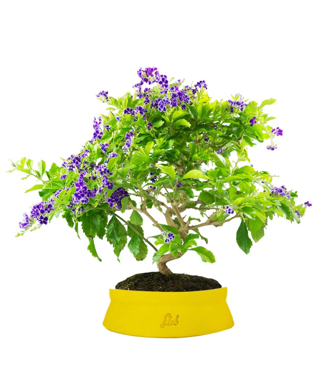 Duranta Bonsai 9 anni