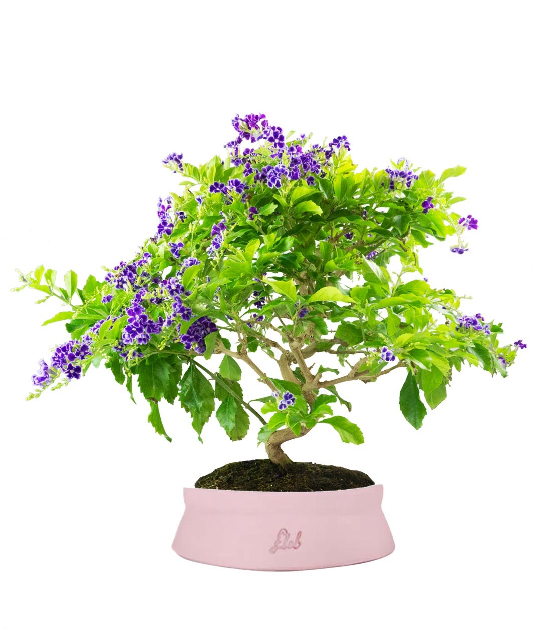 Duranta Bonsai 9 anni