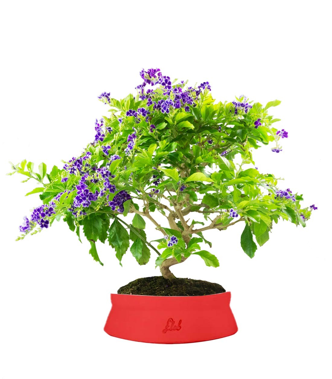 Duranta Bonsai 9 anni