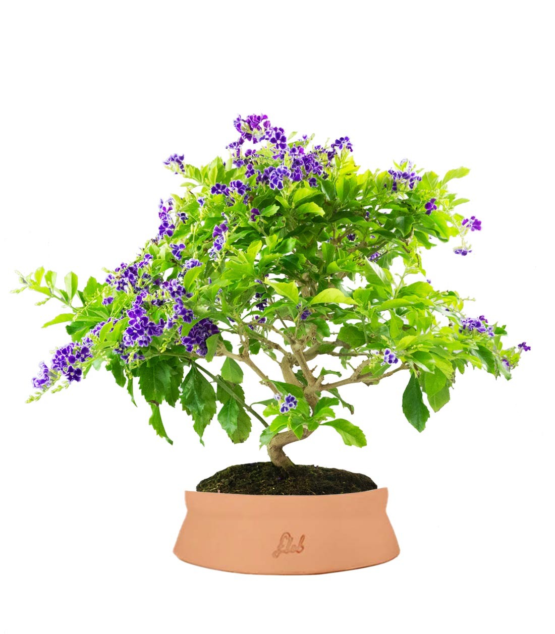 Duranta Bonsai 9 anni