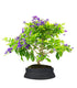 Duranta Bonsai 9 anni