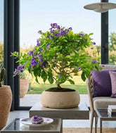 Duranta Bonsai 9 anni