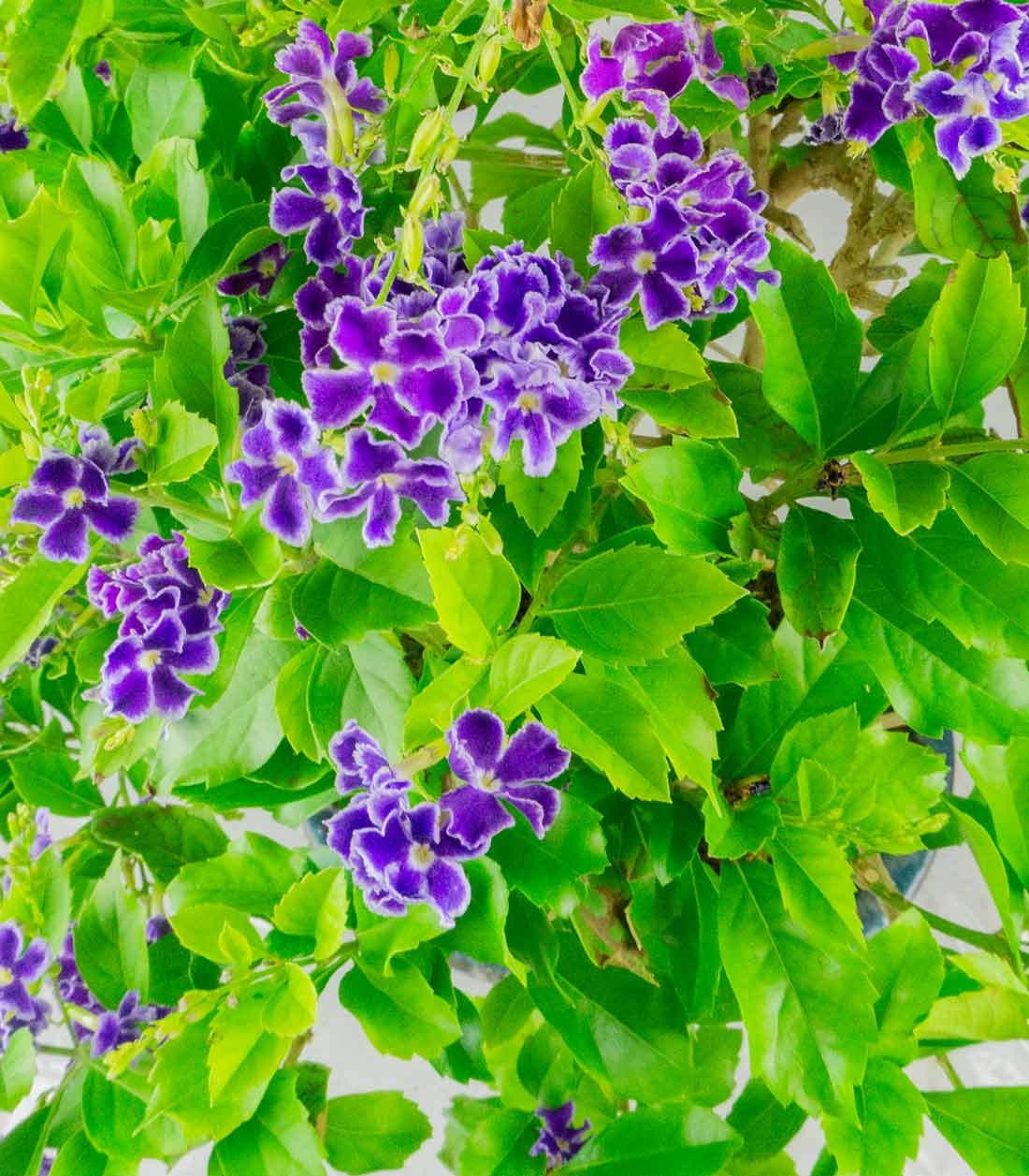 Duranta Bonsai 9 anni