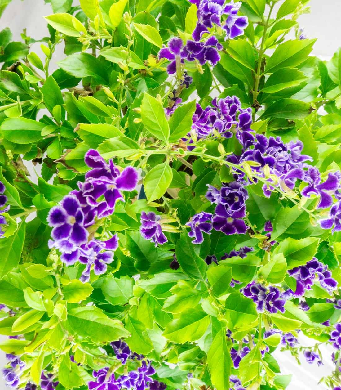 Duranta Bonsai 9 anni