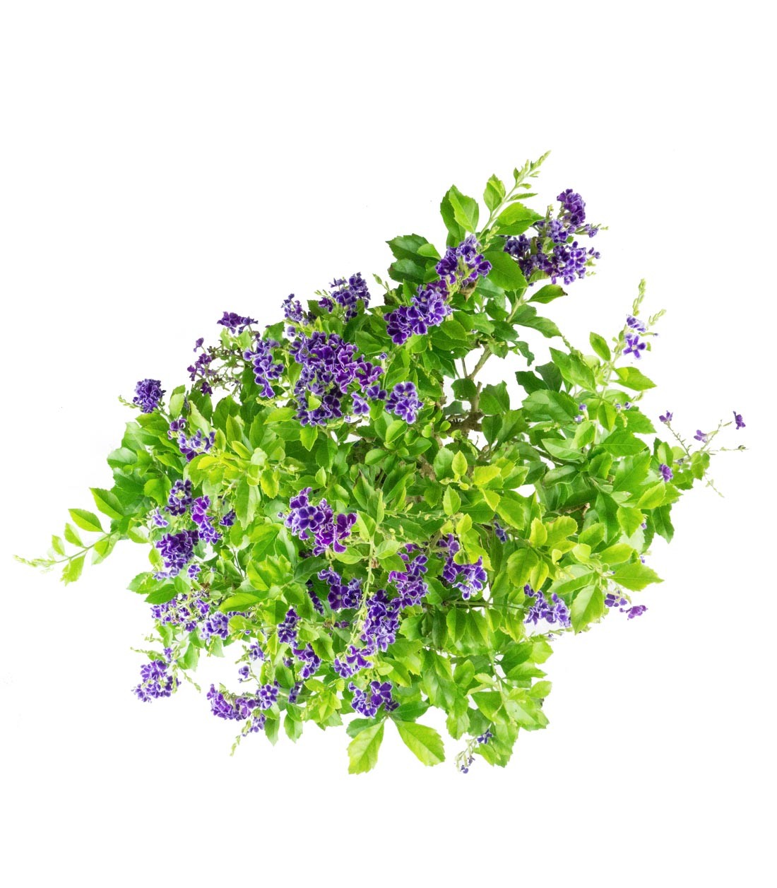 Duranta Bonsai 9 anni