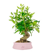 Gardenia Bonsai