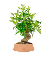 Gardenia Bonsai