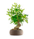 Gardenia Bonsai