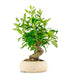 Gardenia Bonsai