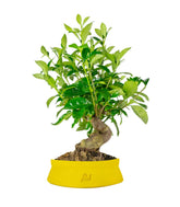 Gardenia Bonsai