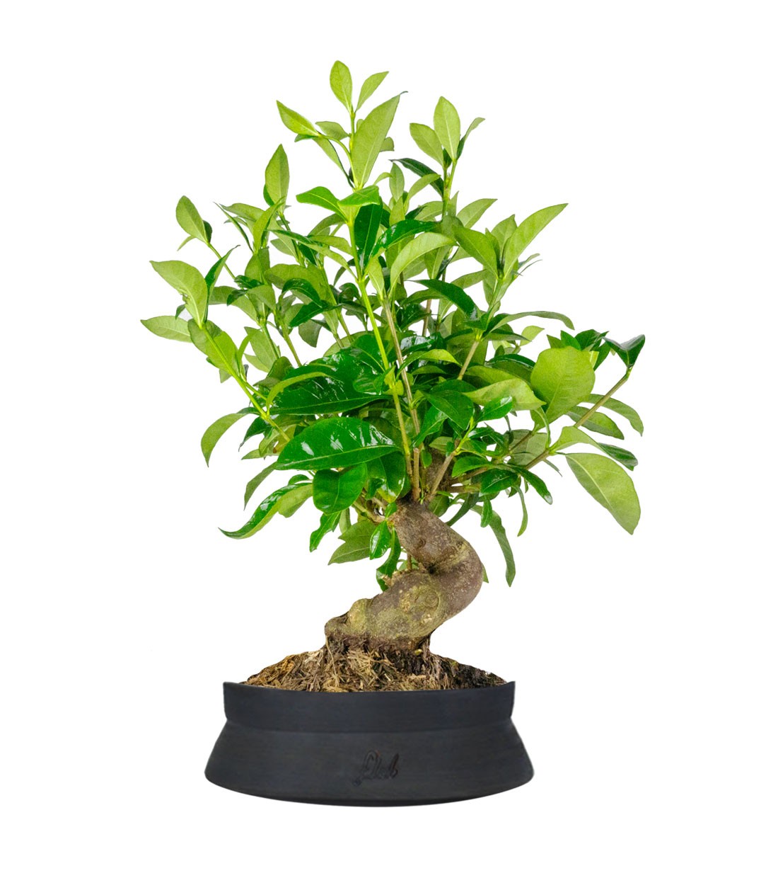 Gardenia Bonsai